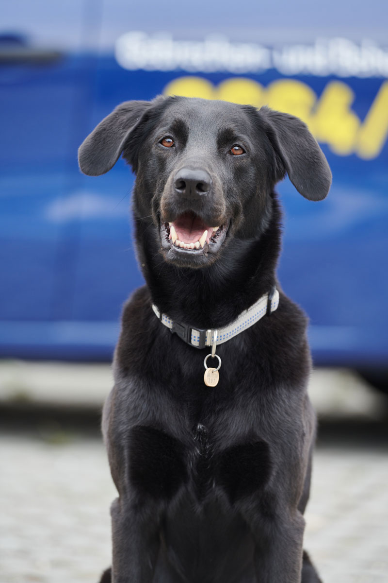 Hund
